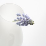 Muscari