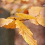 November