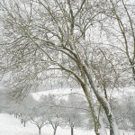 Winterweiß