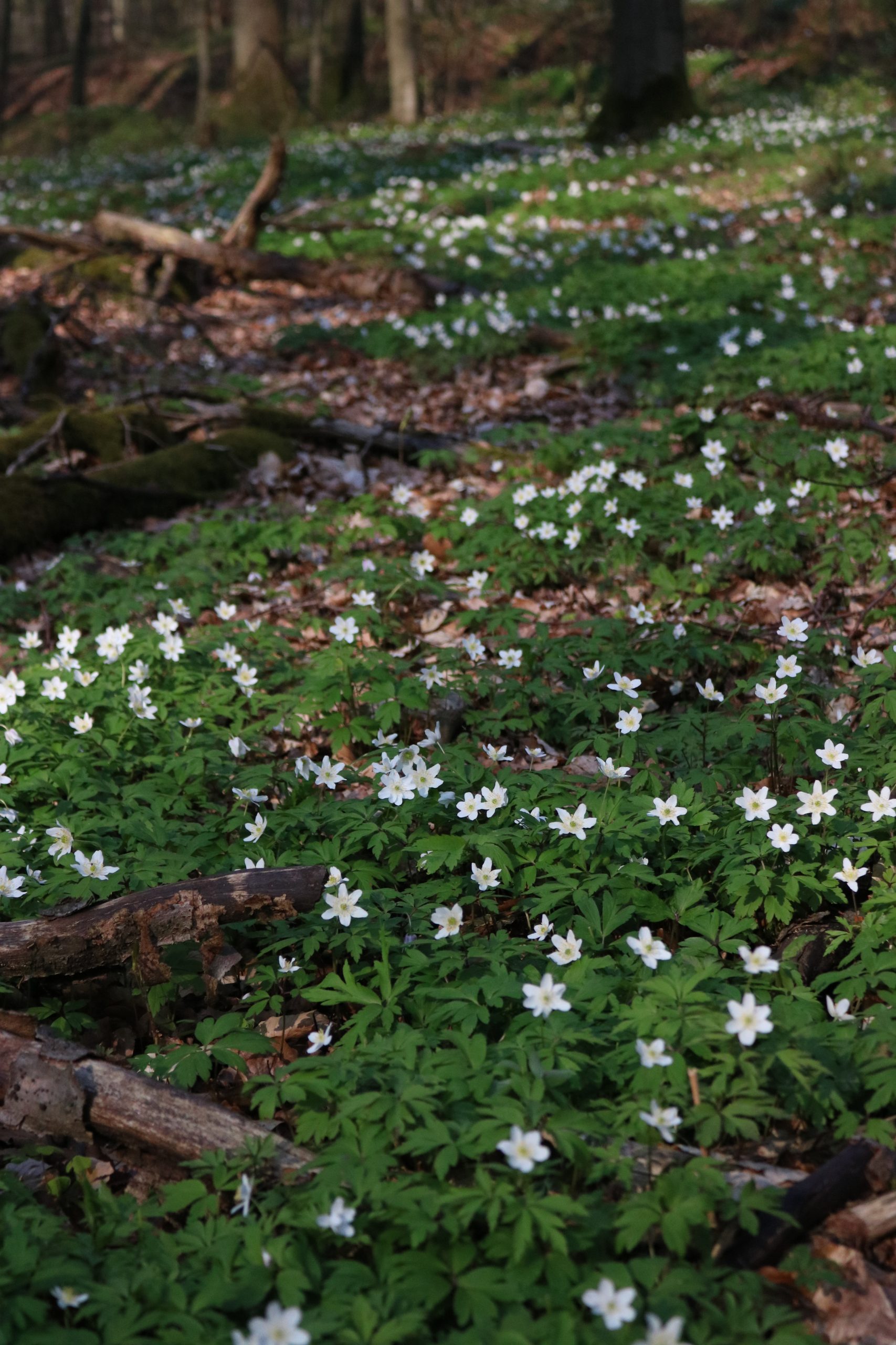 Frühling lässt sein blaues Band